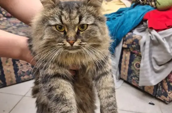 Кошка найдена у подъезда: Кулибина, 4