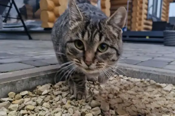 Найдена кошка, Саратовская область, фото: Найдена кошка, ул. Дачная, Энгельс