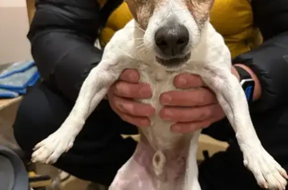 Найдена собака, Кривцово, фото: Собака найдена: Тихая ул., 5, Кривцово