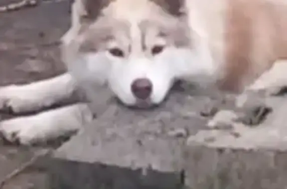 Пропала собака, 10-й Светлый пер., Ягодное