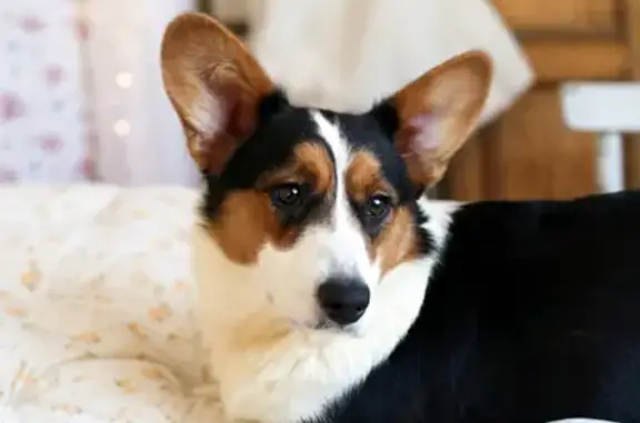 Пропала корги, Ленинградский пр., 73, Москва