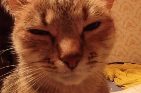 Пропала кошка, Харьковская ул., 1 к1