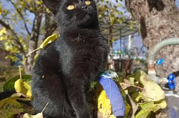 Найдена кошка, Ростов-на-Дону, фото: Найдена кошка на Театральной площади, помощь!