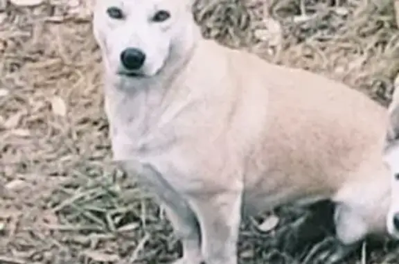 Пропала собака в Соколовом, Саратовская обл.