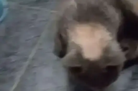 Найдена кошка, Барнаул, фото: Найдена кошка на ул. Малахова, Барнаул