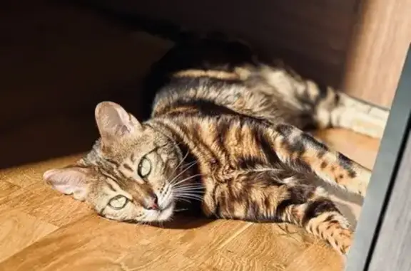 Пропала кошка, Осташково, Тверская обл.