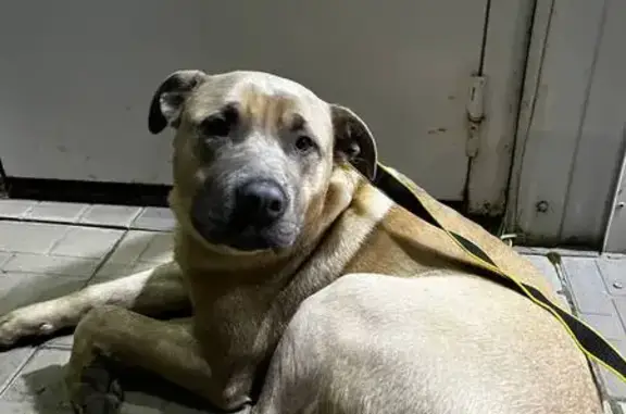 Найдена собака на ул. Горького, 39/1, Ревда