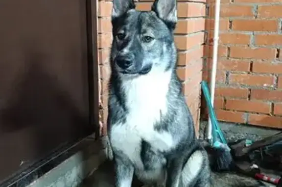 Найдена собака в Жёдочи, МО