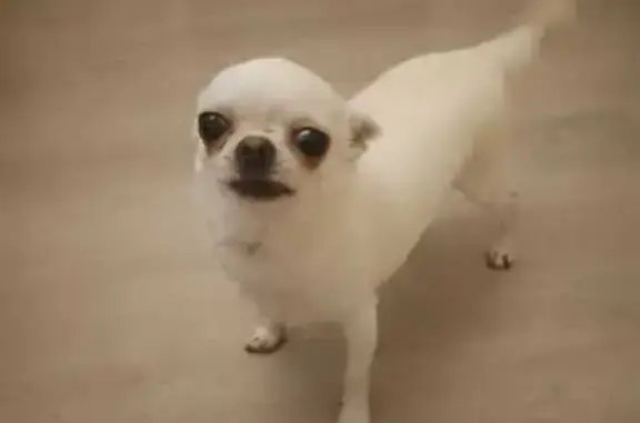 Пропала чихуахуа, ул. Куйбышева, 11