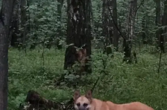 Пропала собака, Москва, 28 октября.