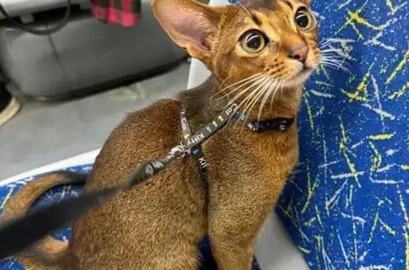 Пропала кошка: Кондукторский пр., 17