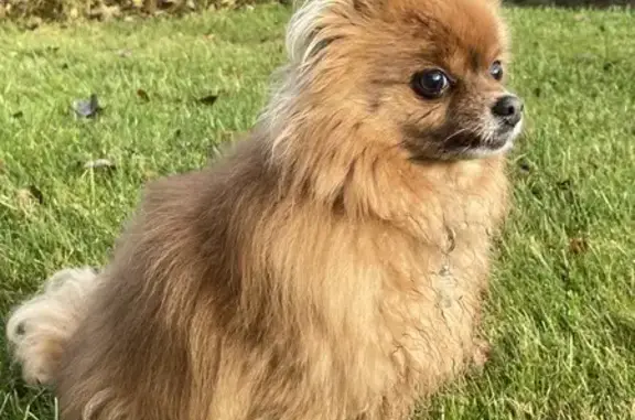 Собаки потеряшки, , фото: Потеряшка собака, Н337, Леснянский Совет