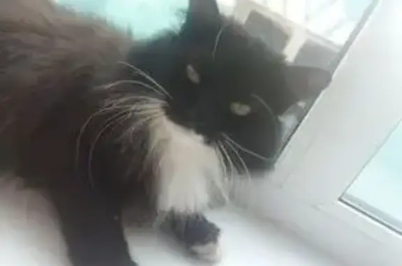 Кошки потеряшки, Стерлитамак, фото: Потеряшка кошка на ул. 7 Ноября, 232