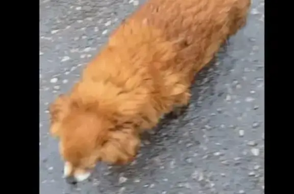 Найдена собака, Калуга, фото: Потерялась собака, Калуга, ул. Вишневского, 1