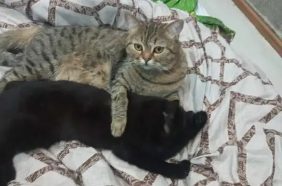 Пропала кошка, Ленинский 57, Йошкар-Ола