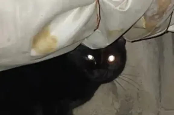 Кошка найдена, Самолётная 87, Оренбург