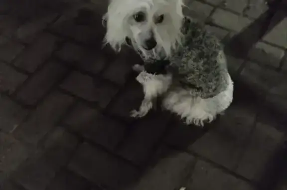 Найдена собака, Ярославль, фото: Собака найдена: пр. Дзержинского 37, Ярославль