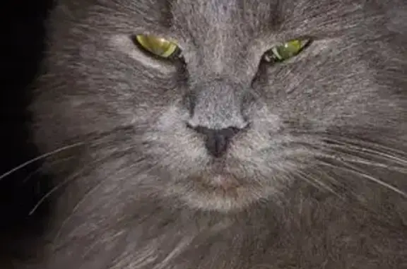 Пропала кошка, Заречная 1А, Валга