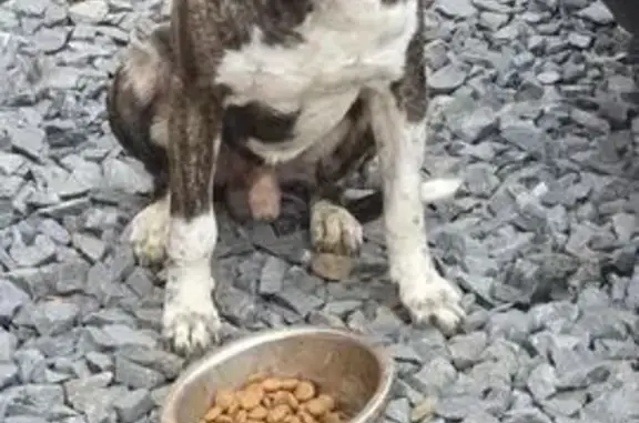 Найдена собака, Ростовская область, фото: Собака найдена в Чалтыре, Ростовская область