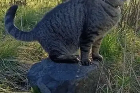 Пропал кот Кузьма, Лыжный проезд 6, Мурманск