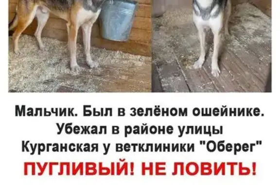 Пропала собака у ветклиники на Курганской