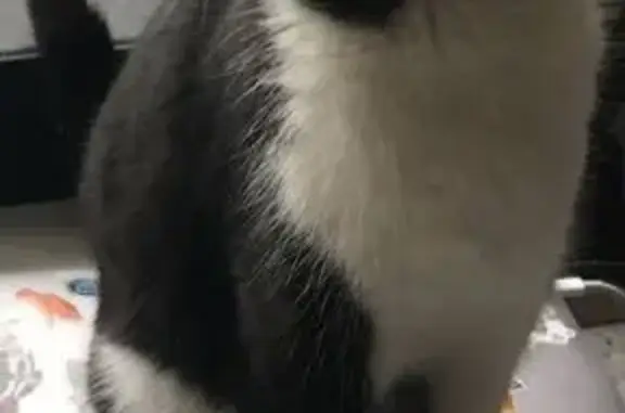 Кошка найдена на ул. Усилова, Нижний Новгород