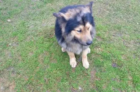 Найдена собака, Нижегородская область, фото: Потерялась собака, Гидроторф, Нижегородская область