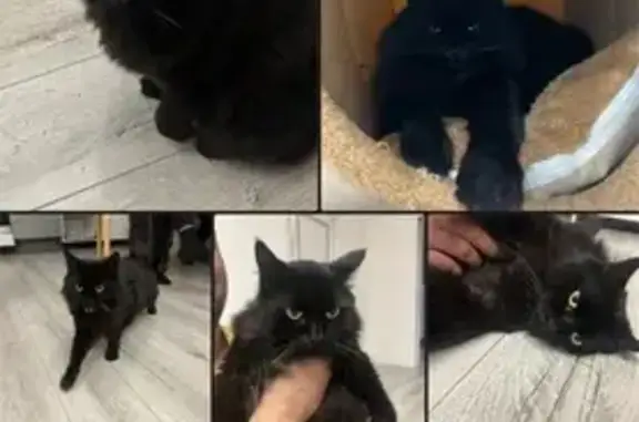 Пропала чёрная кошка, Радужная 2