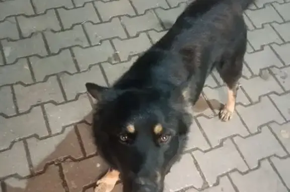 Найдена собака, , фото: Собака без ошейника на Московской, 85