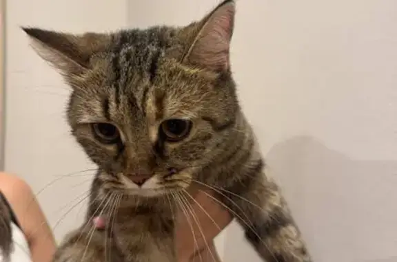 Найдена кошка, Ростов-на-Дону, фото: Найдена кошка, проспект Сиверса, 32