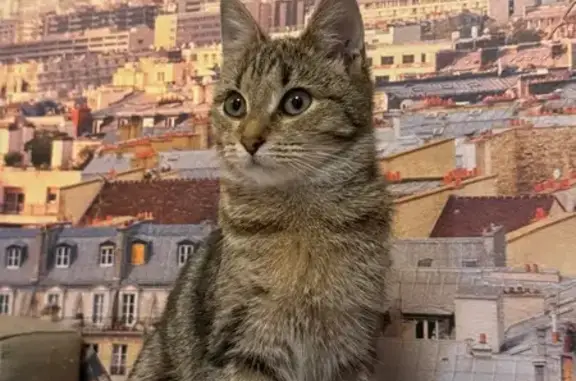 Найдена кошка, Тула, фото: Кошка найдена: ул. Халтурина, 6, Тула