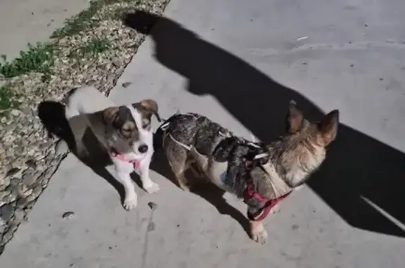 Собаки найдены: ул. Ленина, 44, Козет