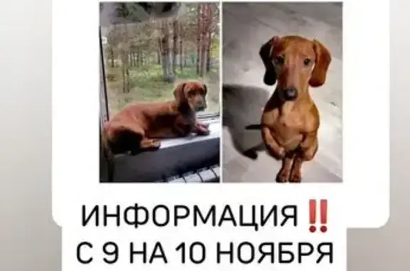 Пропала такса у магазина Пятёрочка, Черёха