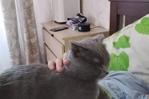 Пропала кошка, Чечёрский проезд, 14к4