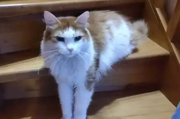 Кошки потеряшки, Тверь, фото: Потеряшка кошка, ул. Пленкина, 28, Тверь