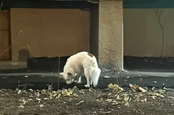 Найдена собака, Москва, фото: Собака найдена: Маломосковская 3к2, Москва