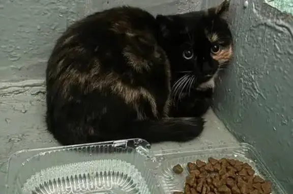 Найдена кошка, Москва, фото: Кошка найдена: Бутлерова, 2 к2, Москва