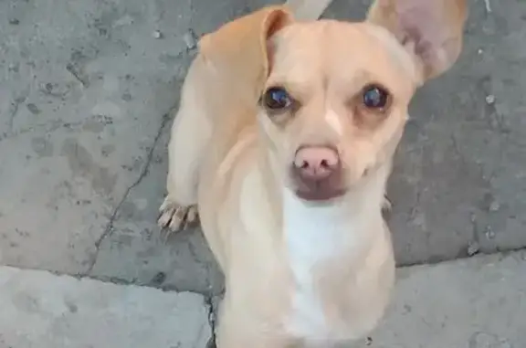 Пропала собака, Старый Оскол, 20А