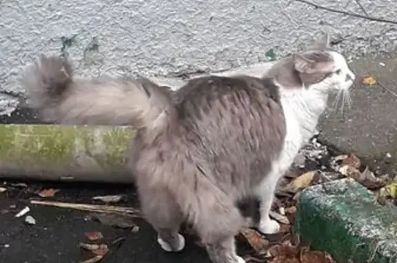 Кошка найдена, ул. Гарибальди, 21Г, Москва