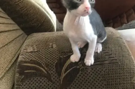 Пропала кошка, Красноармейская 73/1