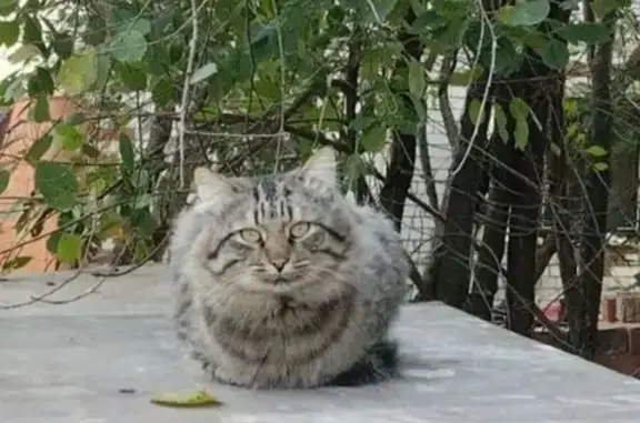 Объявления о пропавших и найденных животных, Нижний Новгород, фото: Найдена сибирская кошка, Нижний Новгород
