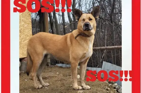 Пропала собака, Нижний Тагил, Песчаный