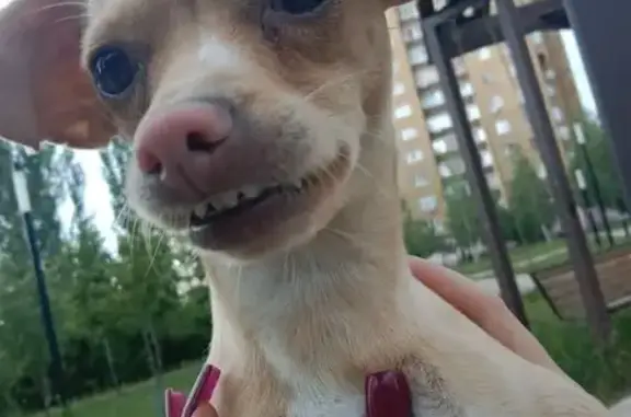 Собаки потеряшки, Старый Оскол, фото: Потеряшка собака, 24 Старый Оскол