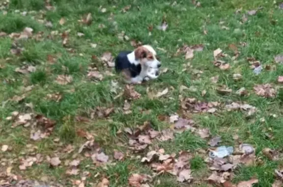 Найдена собака, Тульская область, фото: Собака в Пролетарском районе ищет дом!