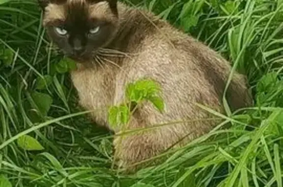 Найдена кошка, Рязанская область, фото: Сиамская кошка найдена в подвале, Рязань