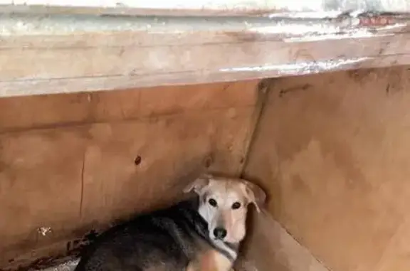 Пропала собака, Курганская ул., Москва