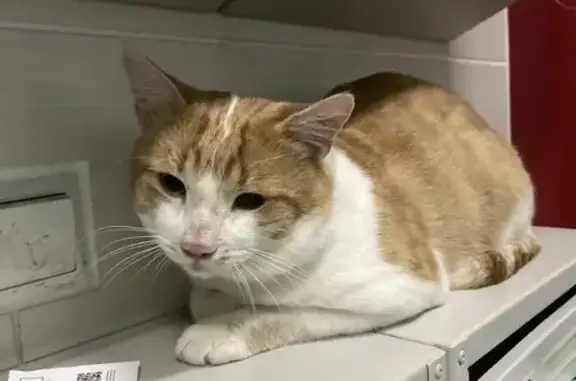 Найдена кошка, Нижний Новгород, фото: Кошка найдена: ул. Сахарова, 115, Н. Новгород