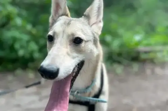 Собаки потеряшки, , фото: Потеряшка собака, ул. Брусилова, Щербинка