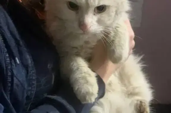 Найдена кошка, Москва, фото: Найден белый котик, Михневская 8, Москва