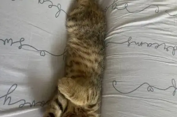 Пропала кошка, ул. Дементьева, 18 к3